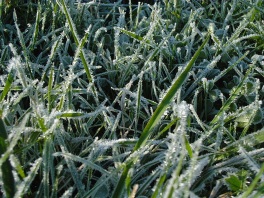 leaves with ice