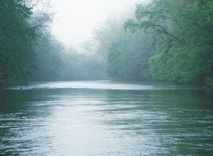 Trees over an Illinois River