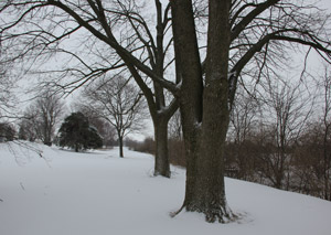 Bitter Cold January Day in Illinois