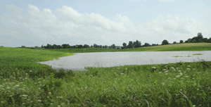 Flooded farm field in Southern Illinois