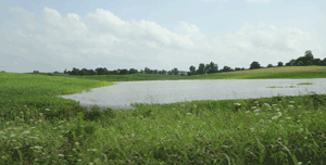 Flooded farm field in Southern Illinois - click to enlarge Flooded farm field in Southern Illinois