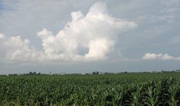 Illinois Corn Field
