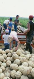 Farmers harvesting melons, picking them and putting them in a pickup truck