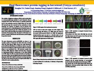Dual Fluorescence protein tagging in horseweed