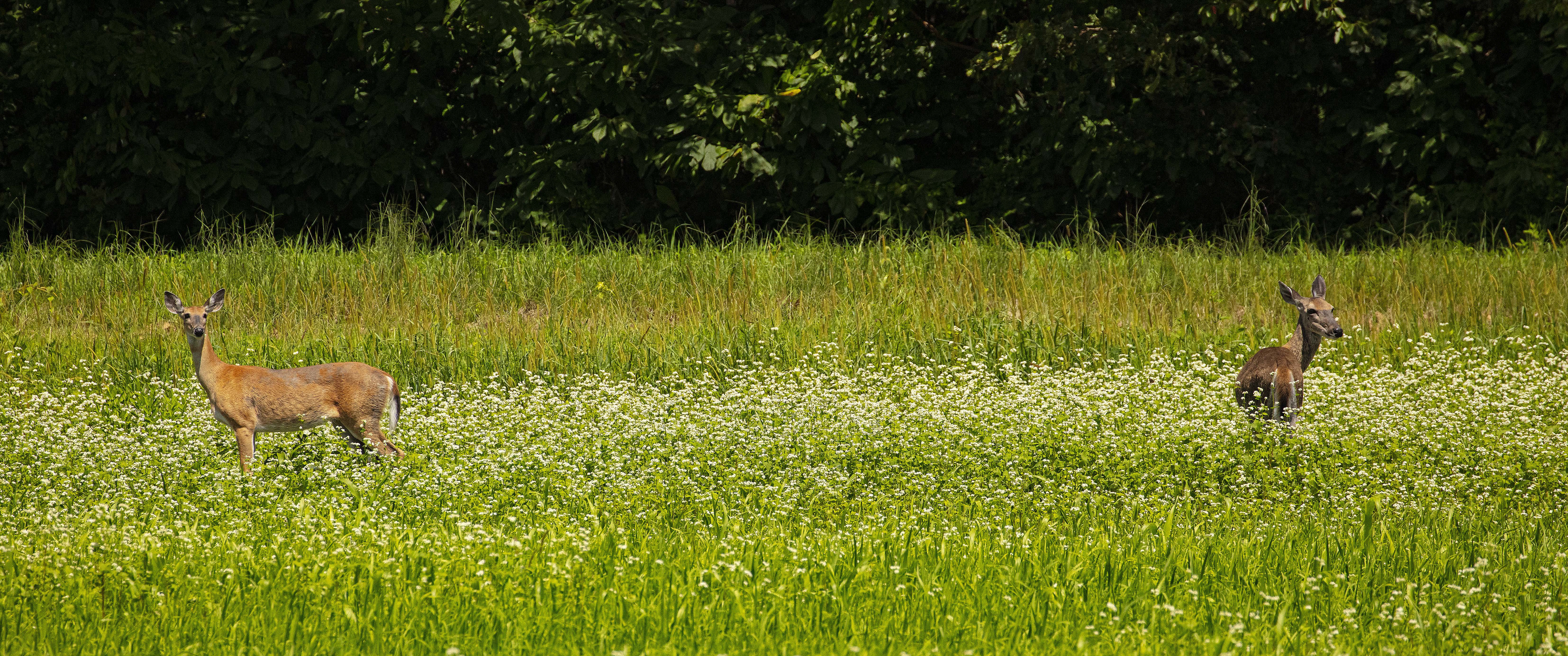 INHS-deer-wetland-Will-County-Michael-Jeffords