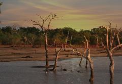 Bare trees