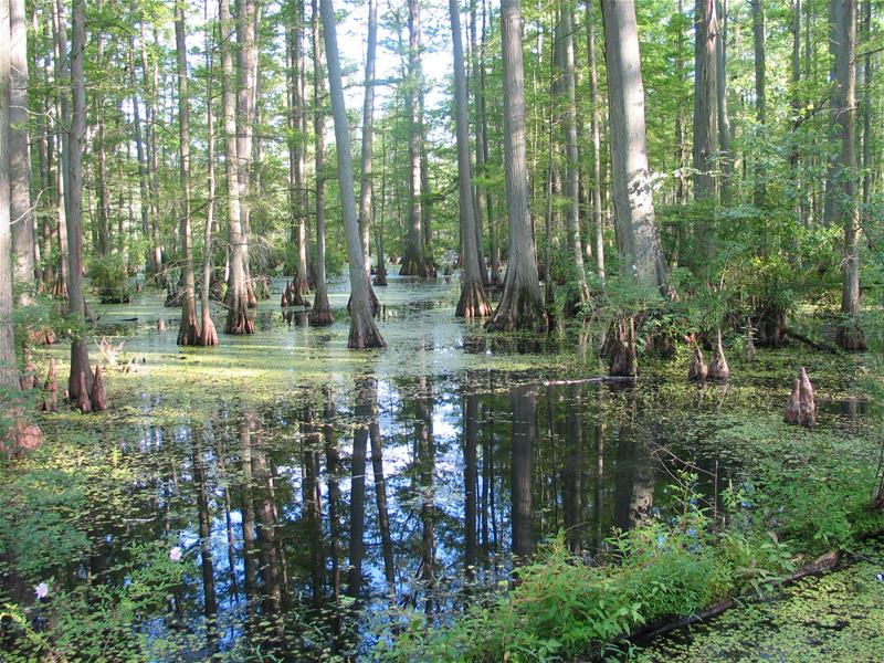 Heron Pond--A Ramsar Site of International Importance Cache River--A Ramsar Site of International ImportanceIMG_0582