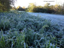 frost on grass at the Water Survey